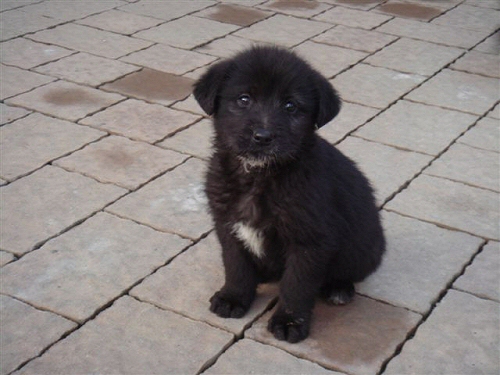 slika