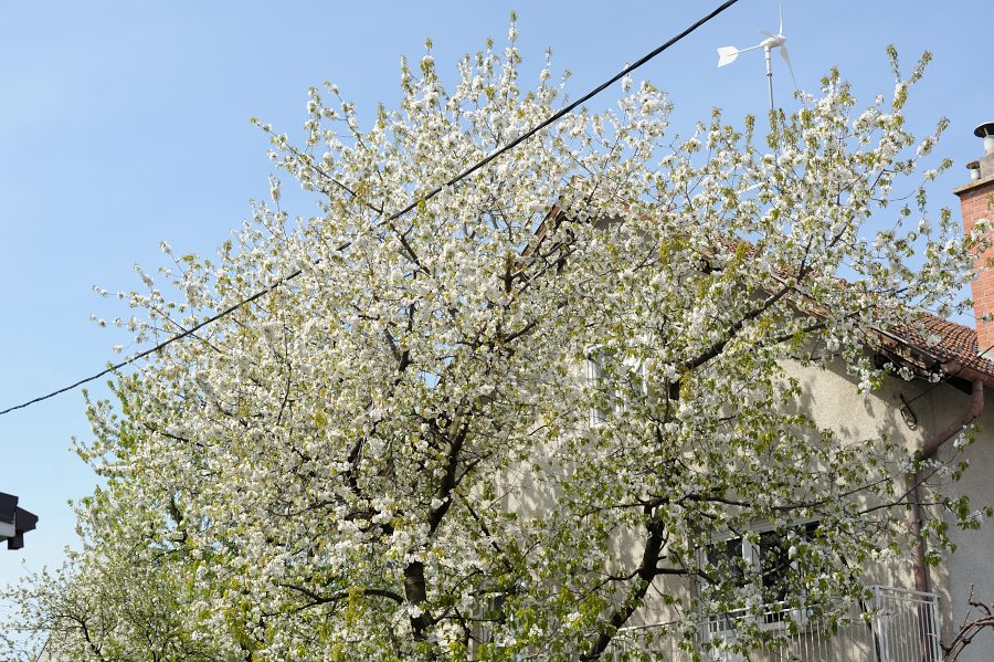 slika